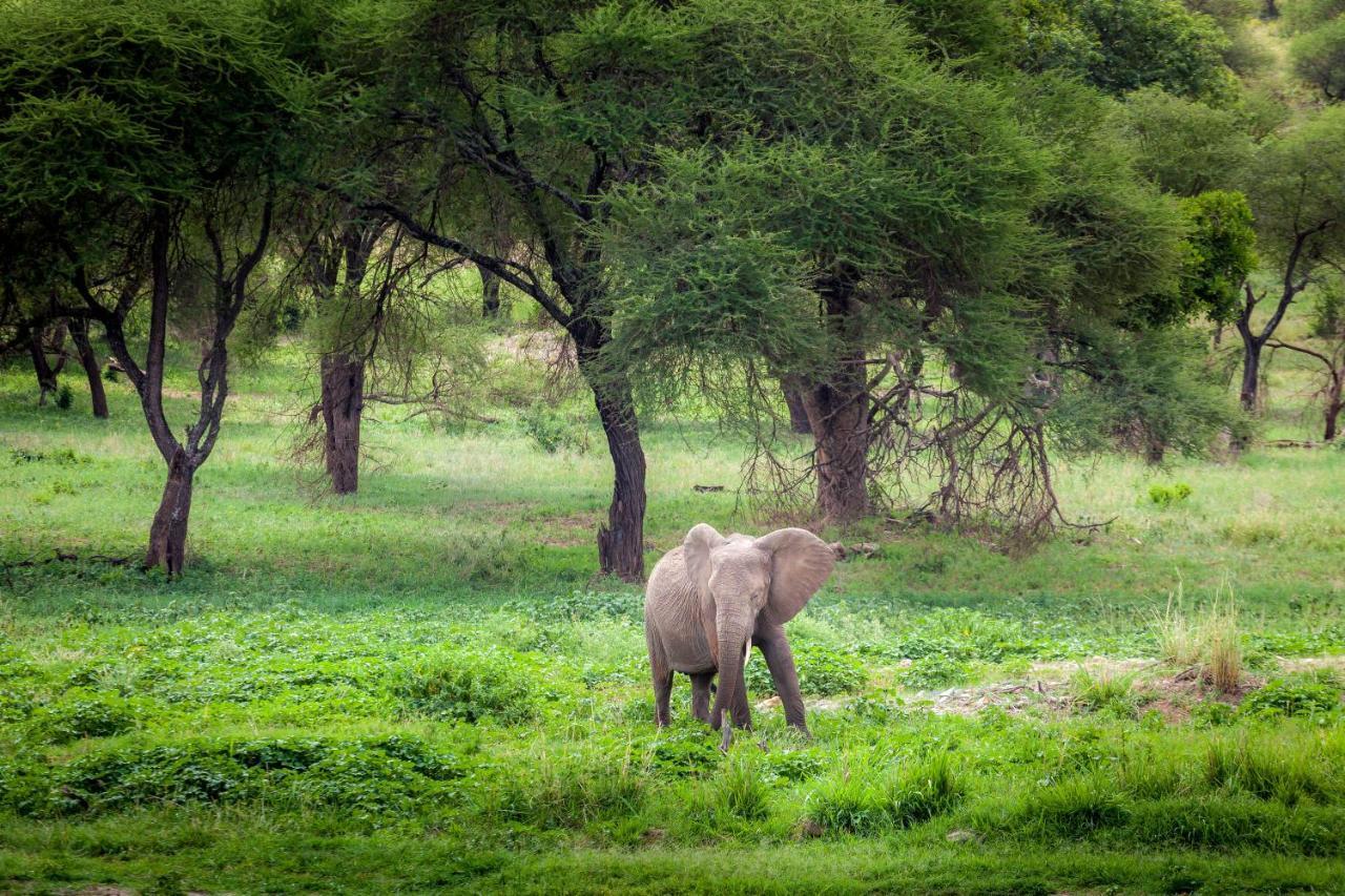 Baobab Tented Camp Kwa Kuchinia المظهر الخارجي الصورة
