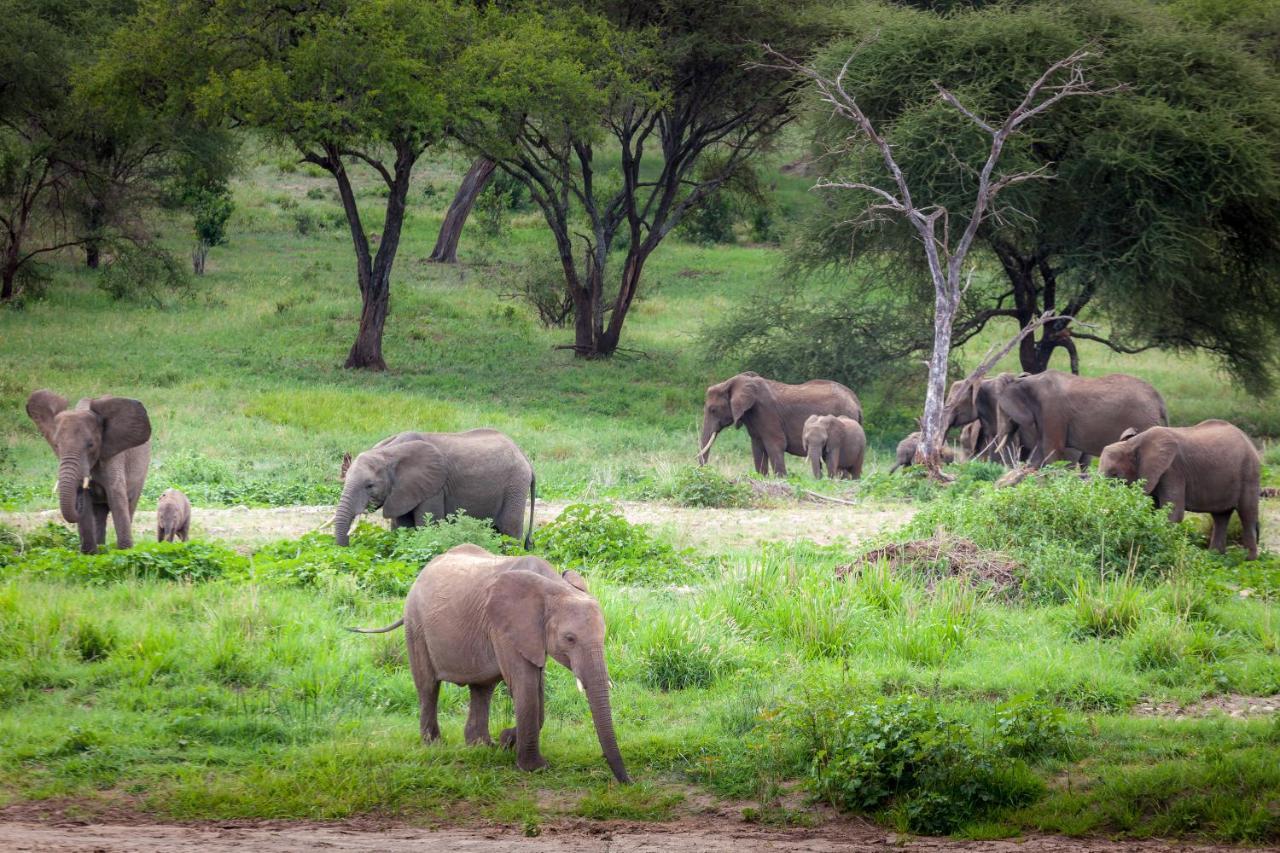 Baobab Tented Camp Kwa Kuchinia المظهر الخارجي الصورة
