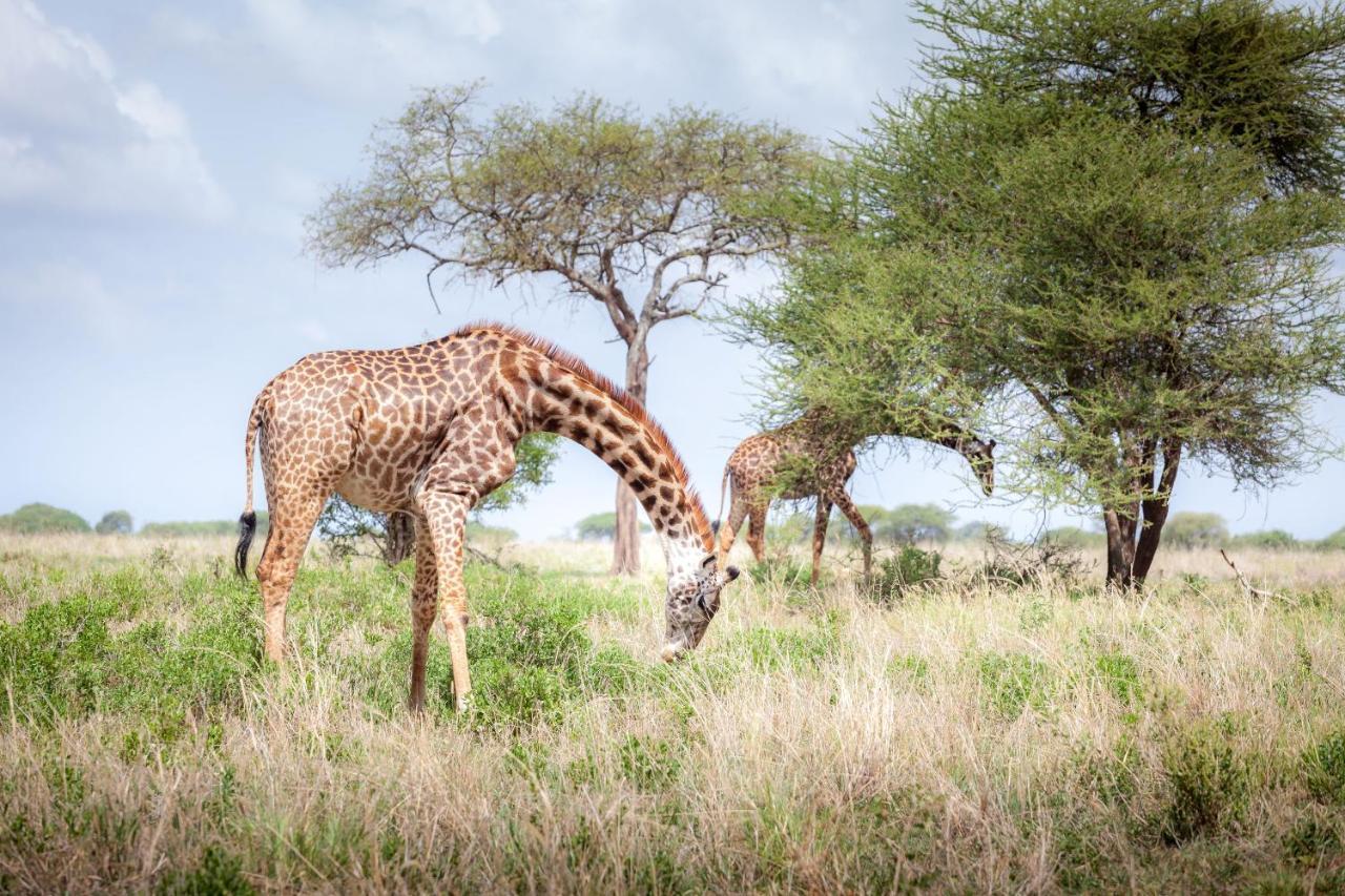 Baobab Tented Camp Kwa Kuchinia المظهر الخارجي الصورة