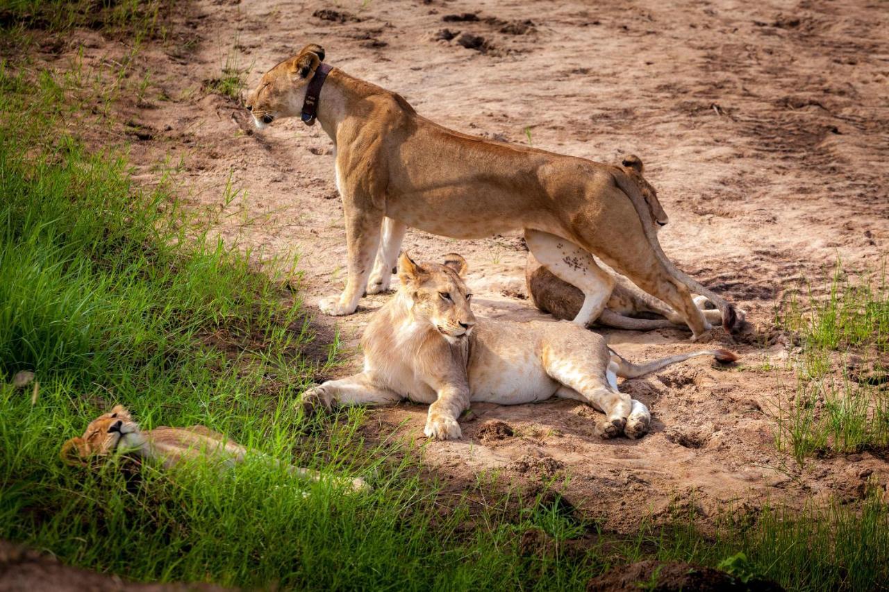 Baobab Tented Camp Kwa Kuchinia المظهر الخارجي الصورة